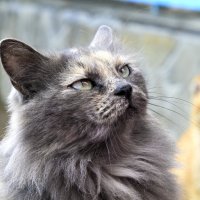 Пушистый :: Геннадий Валеев