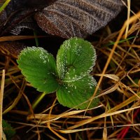 ...ледяной бархат... :: Александр Герасенков ...ледяной бархат... :: Александр Герасенков