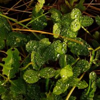 ...солнышко выглянуло... :: Александр Герасенков