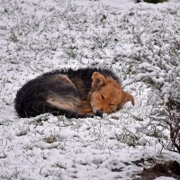 Бездомная! :: Валентина  Нефёдова 