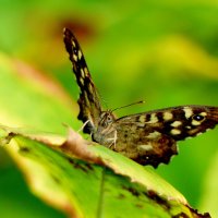 опять про бабочек...194 :: Александр Прокудин опять про бабочек...194 :: Александр Прокудин