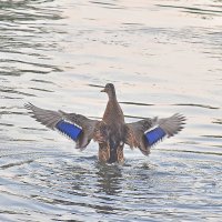 Пасмурно. Но вода манит! :: Валентина Нефёдова Пасмурно. Но вода манит! :: Валентина Нефёдова