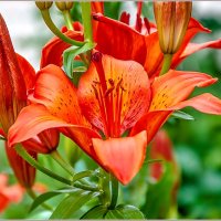 Про июнь... :: Aquarius - Сергей Про июнь... :: Aquarius - Сергей