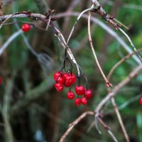 Зимние ягодки (то ли калина, то ли рябина) :: Светлана 