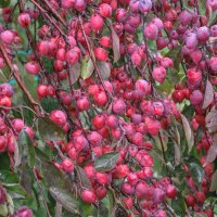 Китайка "Долго" :: Татьяна Машошина