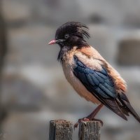 Неформал :: Александр К. Неформал :: Александр К.