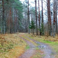 Зима в декабре. :: Милешкин Владимир Алексеевич Зима в декабре. :: Милешкин Владимир Алексеевич