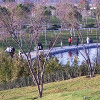 Ну нет зимы! :: Юрий Полторыхин. Ну нет зимы! :: Юрий Полторыхин.