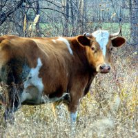 Оглянулась посмотреть.... :: nadyasilyuk Вознюк Оглянулась посмотреть.... :: nadyasilyuk Вознюк