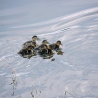 Утята :: Сергей Кочнев