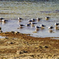 Чайки :: Анатолий Чикчирный