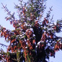 Так много шишек :: Людмила Смородинская