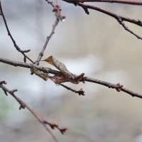 Уже тает... :: Юрий Гайворонскiий