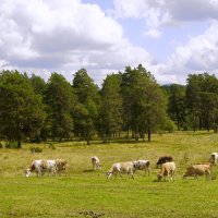 Башкирская пастораль :: Ольга Чистякова Башкирская пастораль :: Ольга Чистякова