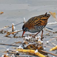 В поиске пищи :: Alexandеr P В поиске пищи :: Alexandеr P