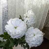 Хризантемы  белые :: Валентин Семчишин