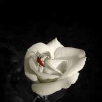 Роза. :: Александр. AVG100 ---