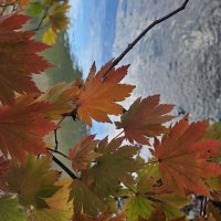 Клён :: Марина Клён :: Марина