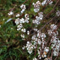 Снежноягодник в декабре :: Светлана 