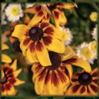 Картина осенних рудбекий! :: Лилия * Картина осенних рудбекий! :: Лилия *