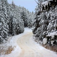 утро в лесу :: Александр 