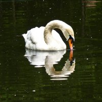 Засмотрелась лебедь белая... :: Валентина * Засмотрелась лебедь белая... :: Валентина *