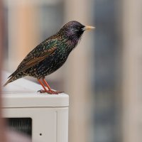 "Дикий" скворец ))) Обитатель каменных джунглей. :: Евгений Седов "Дикий" скворец ))) Обитатель каменных джунглей. :: Евгений Седов