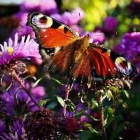 ...теплый октябрь... :: Александр Герасенков ...теплый октябрь... :: Александр Герасенков