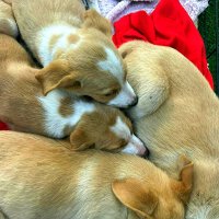 ВМЕСТЕ ТЕПЛЕЕ :: Анатолий Малобродский ВМЕСТЕ ТЕПЛЕЕ :: Анатолий Малобродский