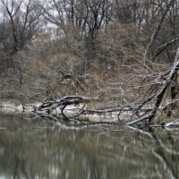 У глади воды лес :: sorovey Sol У глади воды лес :: sorovey Sol