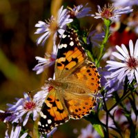 опять про бабочек...197 :: Александр Прокудин