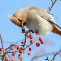 Свиристель :: Виктор Иванович Чернюк