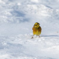 Овсянка на снегу :: Владимир Лазарев