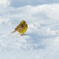 Овсянка на снегу :: Владимир Лазарев