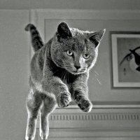 Котики-2 :: irina Schwarzer Котики-2 :: irina Schwarzer