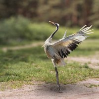 Журавль :: SanSan 