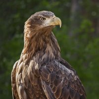 Орлан :: SanSan 