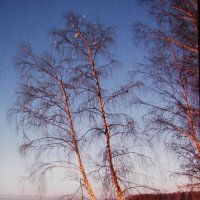 Красота зимы :: Людмила Смородинская