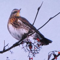 Дрозд рябинник :: Людмила Смородинская