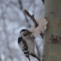 Самый маленький дятел, - сало любят все! :: Татьяна Лютаева