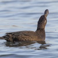 турпан. :: юрий макаров