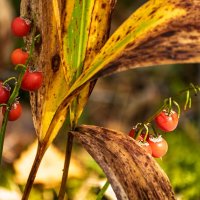 Ландыш и его семена :: Игорь Сикорский