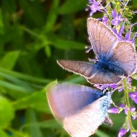 "мое удивление..." :: Olga Oskolkova