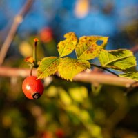 Шиповник в ноябре... :: Николай Гирш