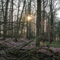 Февральское солнце... :: Николай Гирш