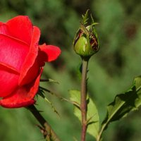 Зимой о цветах. :: Милешкин Владимир Алексеевич 