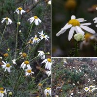 для кого цветут ромашки в ноябре :: Лера 