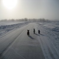 Зимняя дорога на озере :: Anna Ivanova