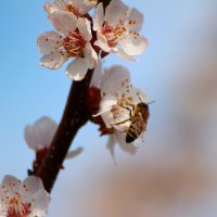 Пчела. :: Александр. AVG100 ---