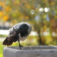 К чему бы это чешется клюв в пятницу? :: Татьяна Бравая